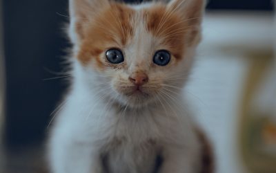Kitten Starter Kit Essentials for New Cat Parents