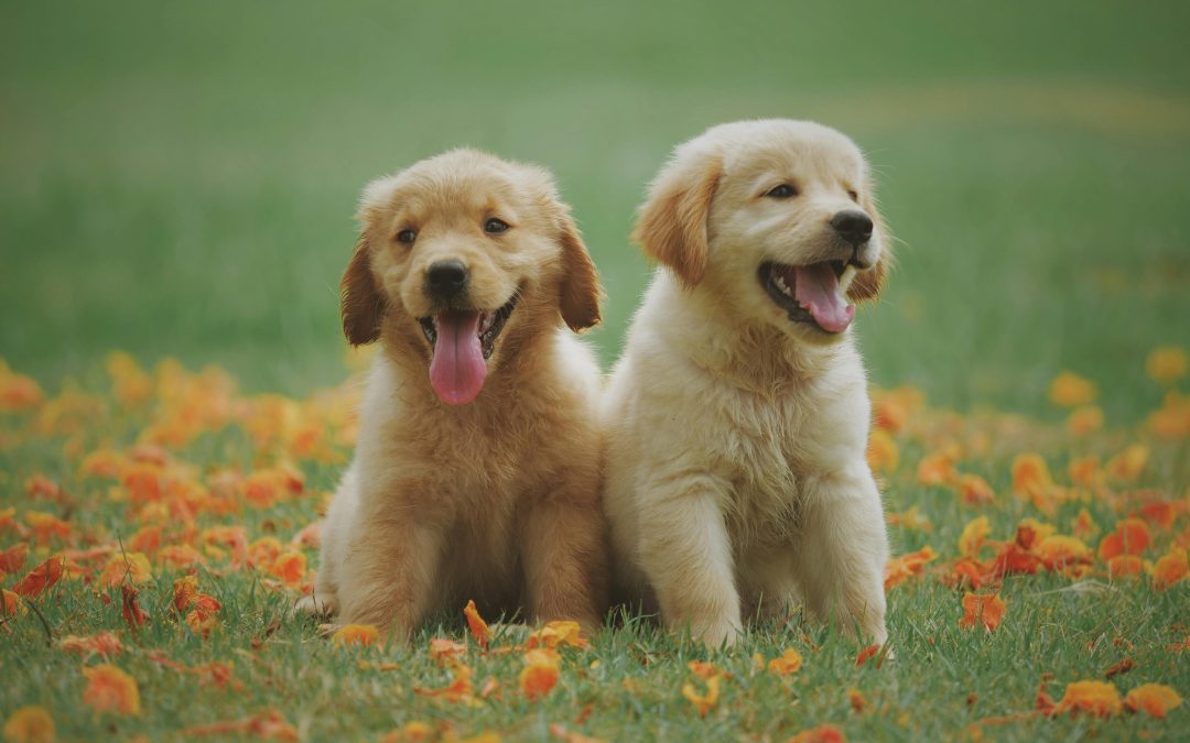 Keep Your Pets Safe Outdoors With These Essential Tips