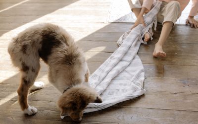 How to Create DIY Games for Pet Mental Engagement