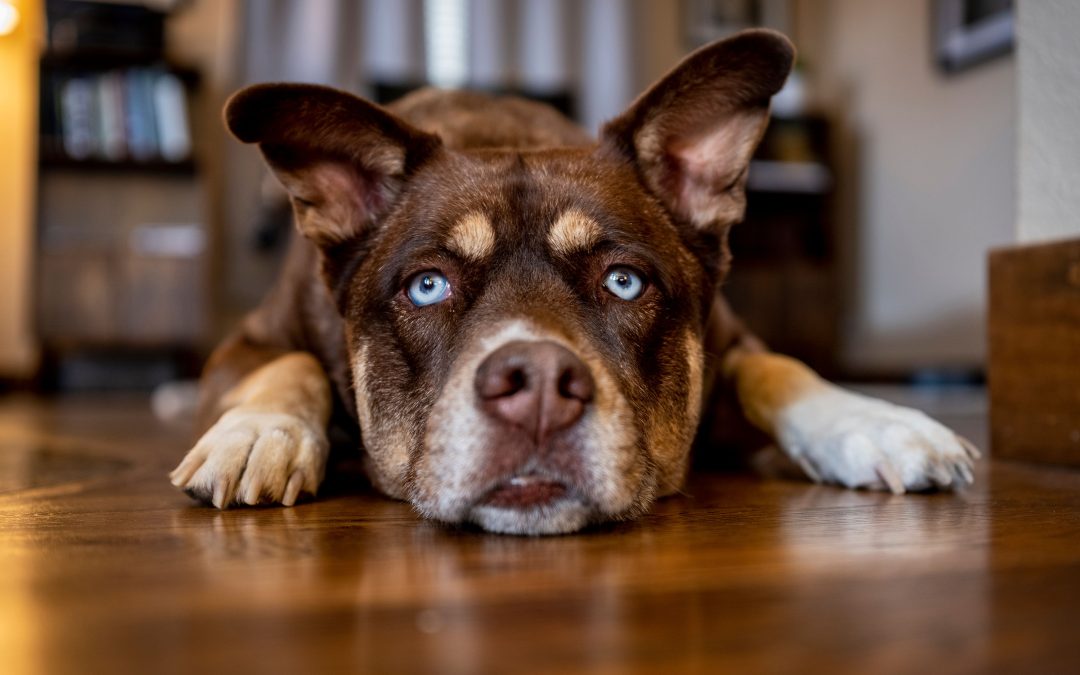 Uncover Common Signs Your Pet May Be Bored