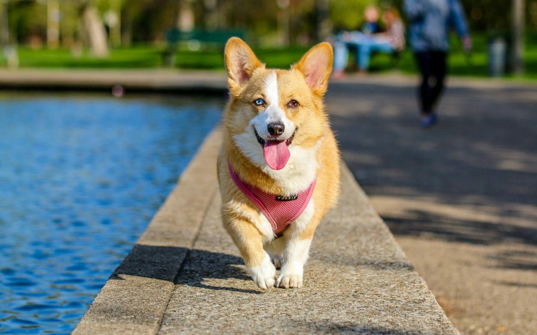 Summer Pet Care Tips for a Happy, Healthy Season