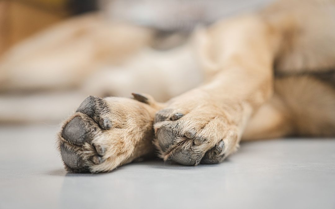 Protect Your Pet’s Paws All Year with These Top Tips