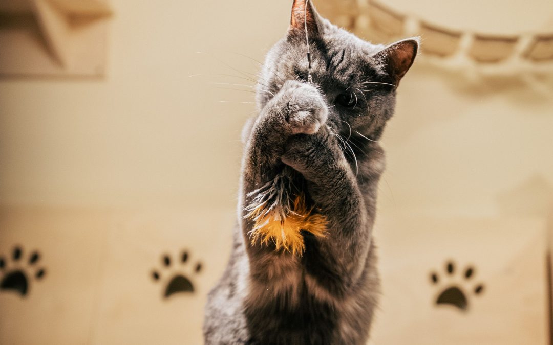 Fun Enrichment Routines for Your Pet’s Happiness