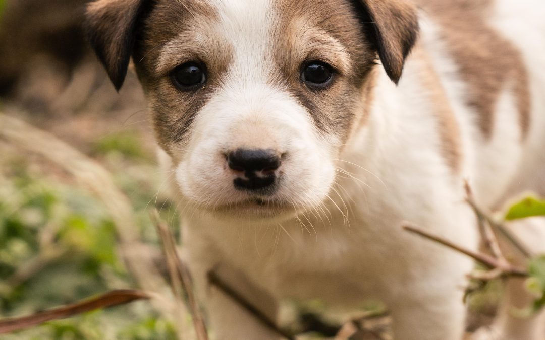 10 Must-Have Puppy Essentials for First-Time Owners