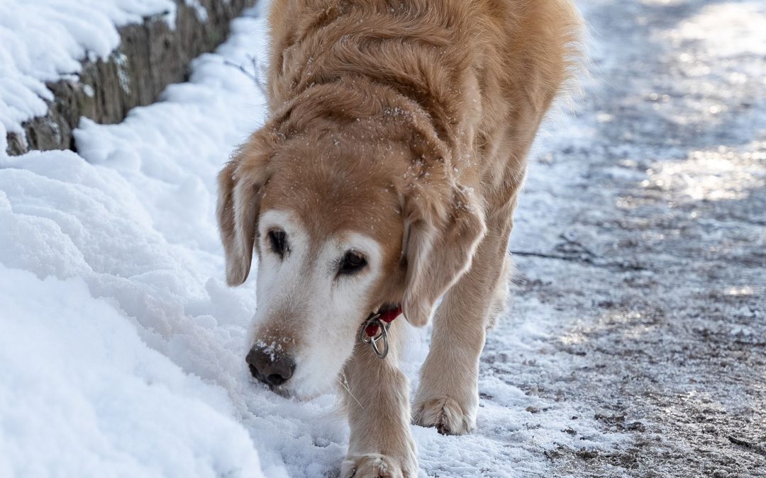 Top Tips to Keep Your Pets Cozy This Winter