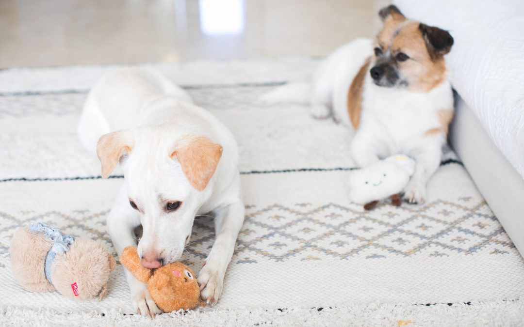 How to Entertain Your Dog Indoors on a Rainy Day