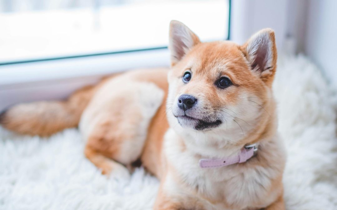 10 Indoor Games to Keep Your Pets Active and Happy