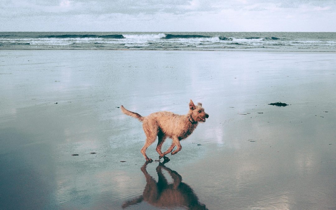 Uncover the Benefits of Daily Exercise for Your Pets